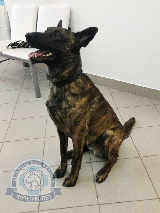 Дегенеративная миелопатия Дегенеративная миелопатия