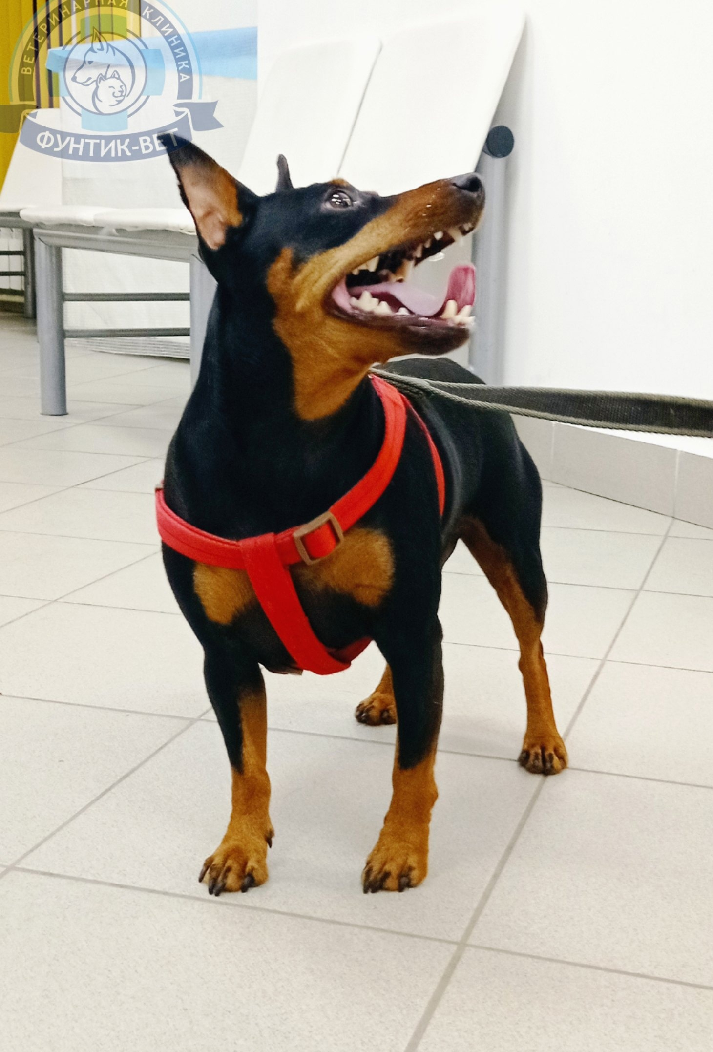 Клостридиоз у собак Клостридиоз у собак