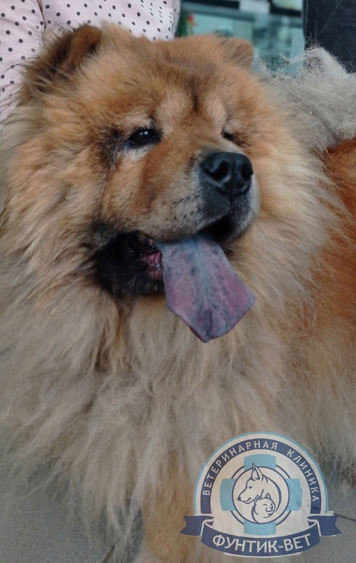 Чау-чау Чау-чау