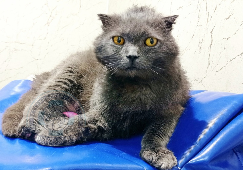 Поликистоз почек у кошек Поликистоз почек у кошек