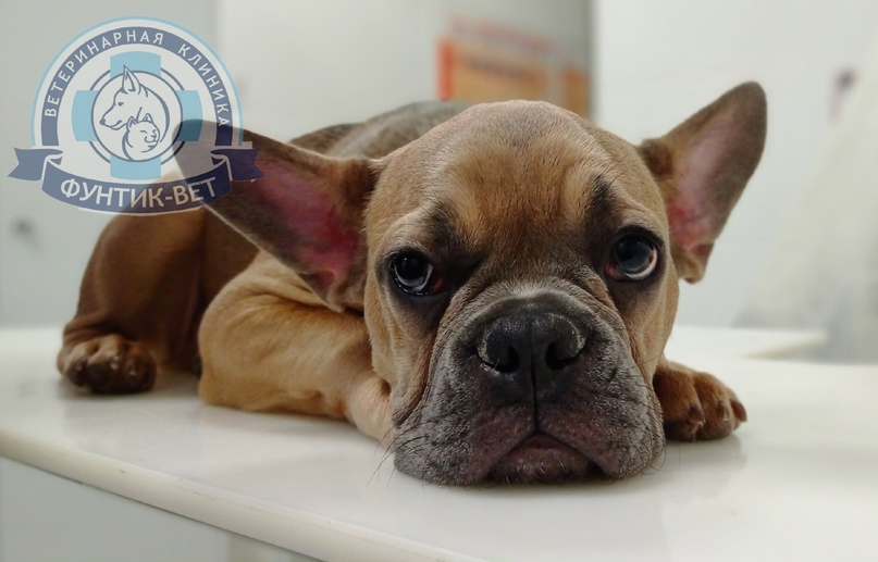 Группы крови Группы крови