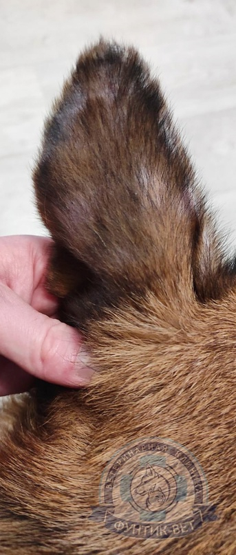 Васкулит у собак Васкулит у собак