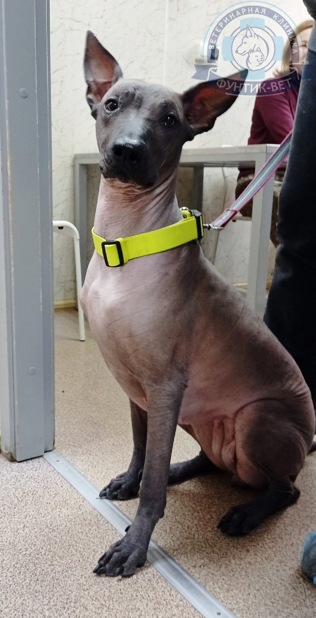 Эрлихиоз Эрлихиоз