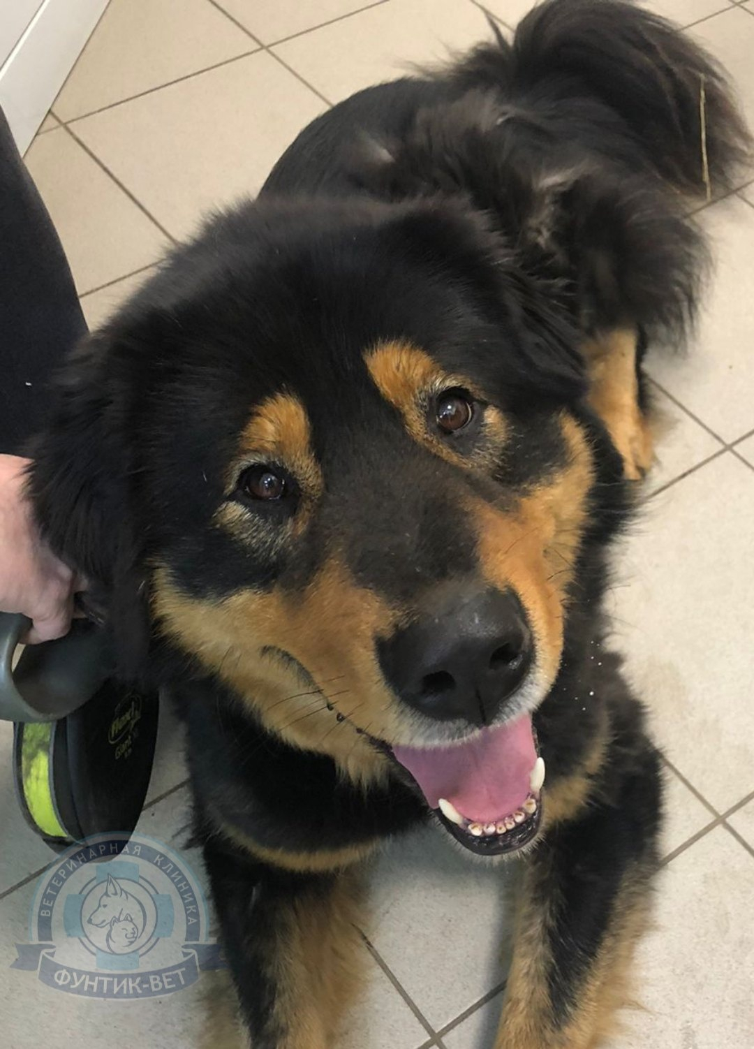 Лептоспироз Лептоспироз