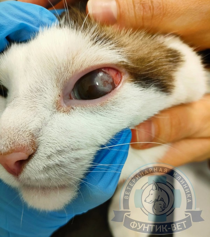 Эозинафильный кератоконъюнктивит Эозинафильный кератоконъюнктивит