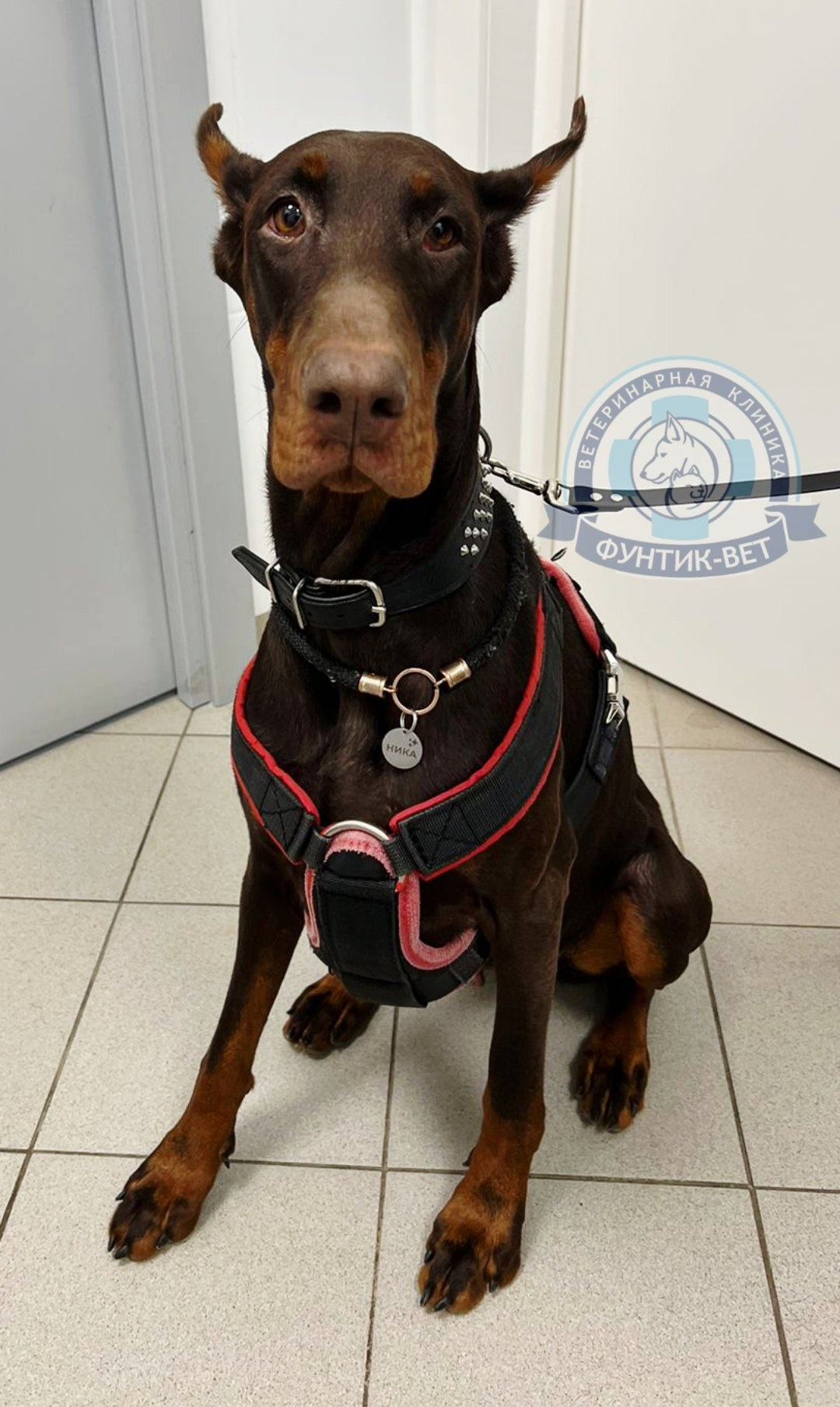 Гемобартонеллез Гемобартонеллез