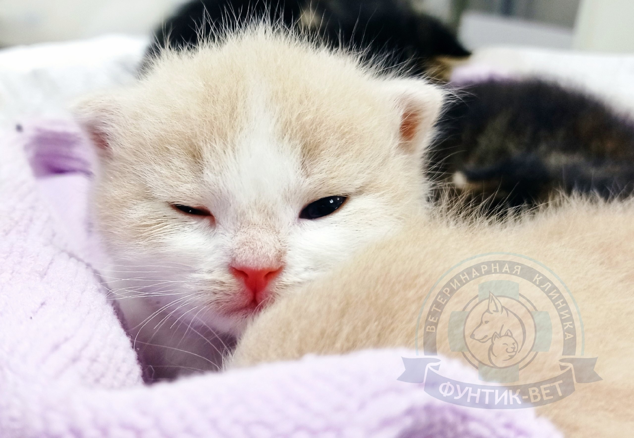 Хламидиоз Хламидиоз