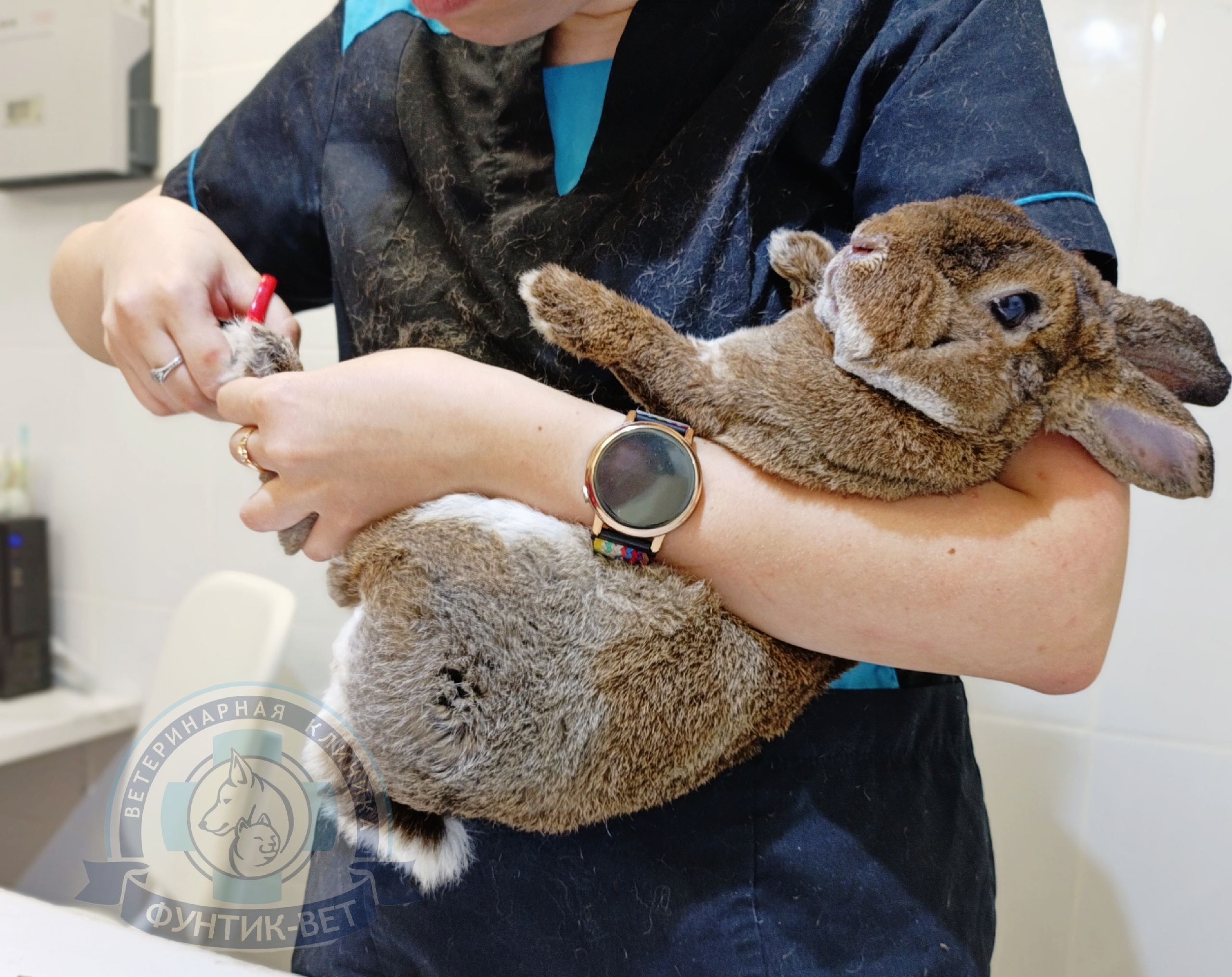 Стрижка когтей кроликам Стрижка когтей кроликам