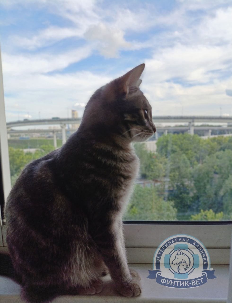 Высотный синдром кошек Высотный синдром кошек