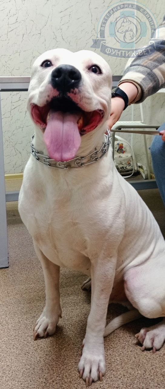 Инфекционный гепатит собак Инфекционный гепатит собак