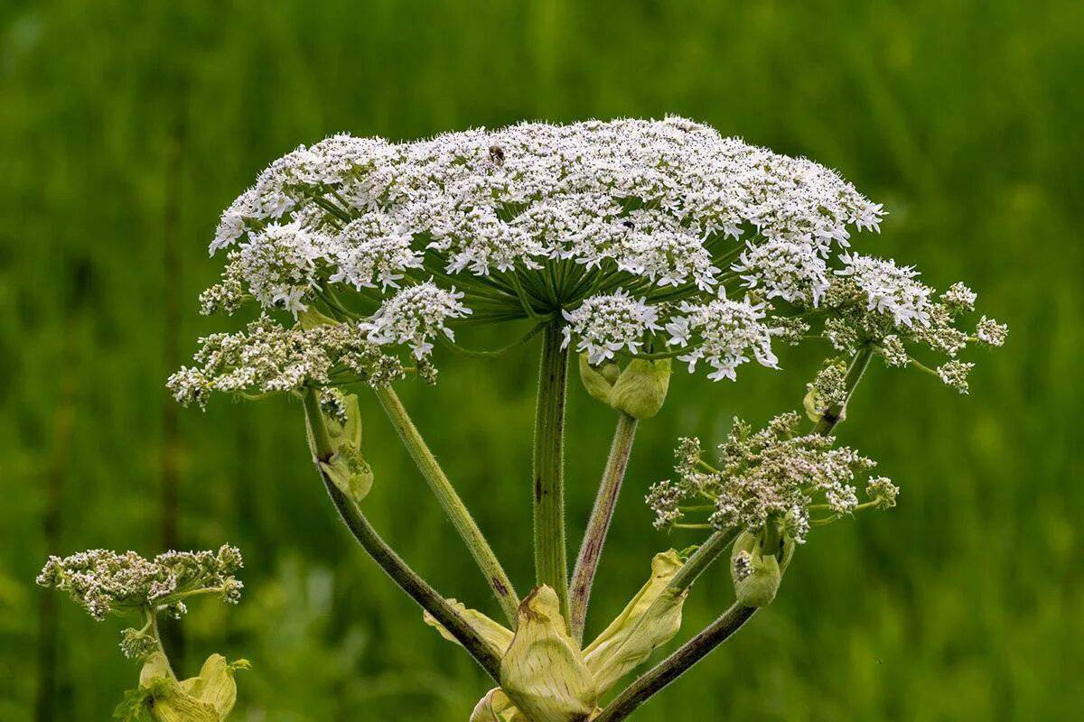 Борщевик Борщевик