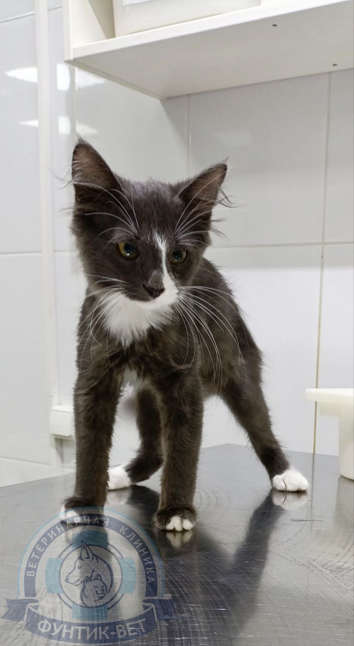 Вирусный перитонит кошек Вирусный перитонит кошек