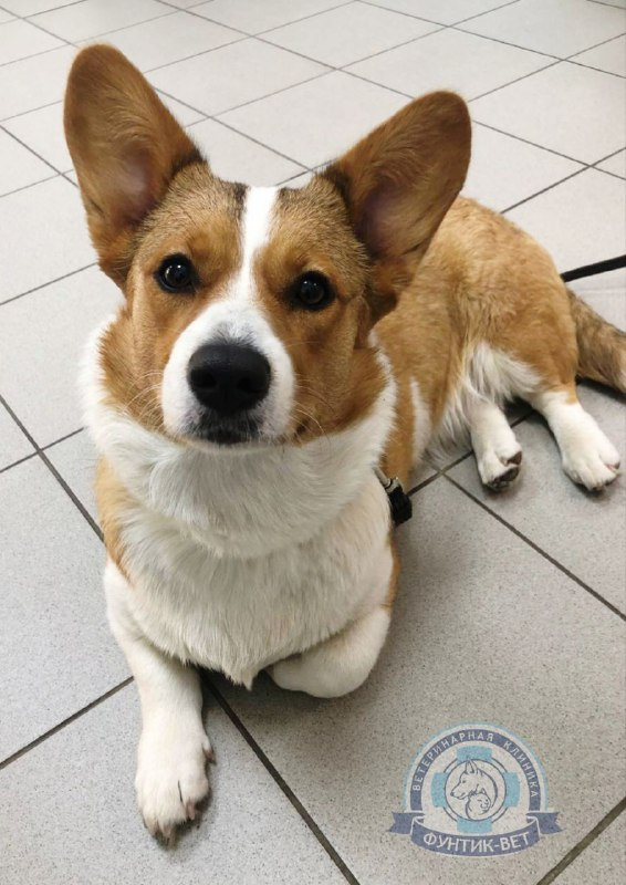 Цистит у собак Цистит у собак