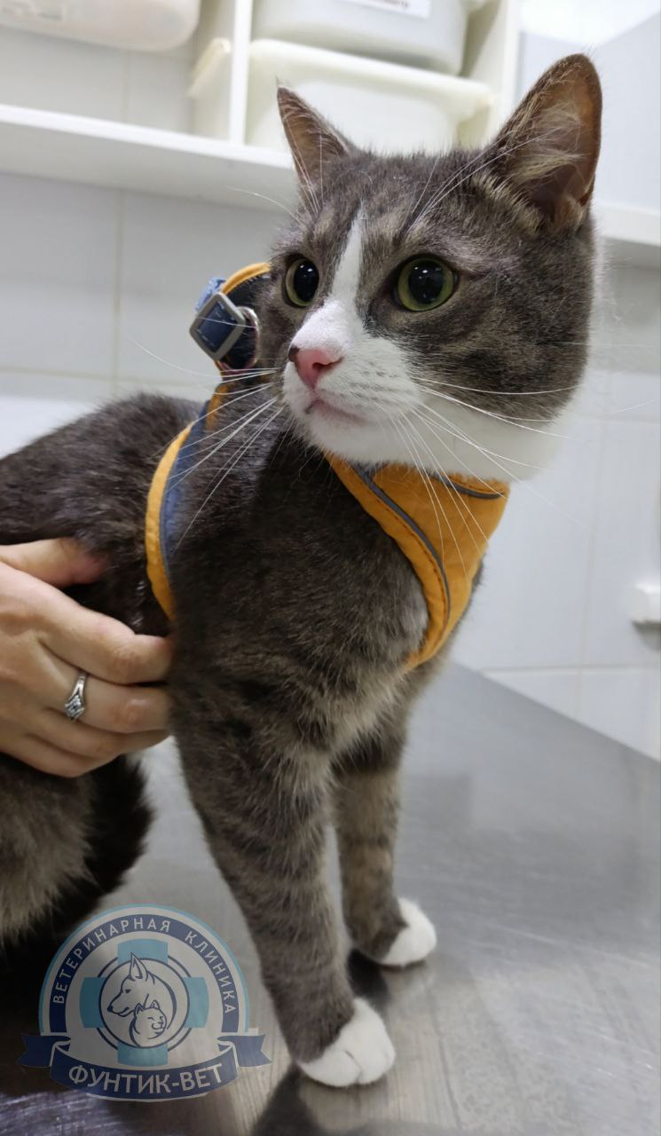 Гемобартонеллез кошек Гемобартонеллез кошек