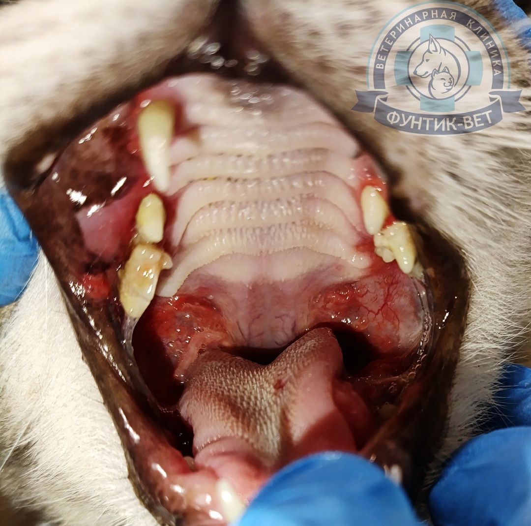 Плазмоцитарно-лимфоцитарный гингивостоматит Плазмоцитарно-лимфоцитарный гингивостоматит