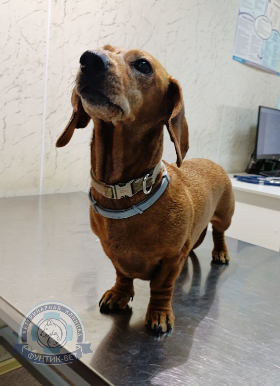 Хондродистрофия Хондродистрофия