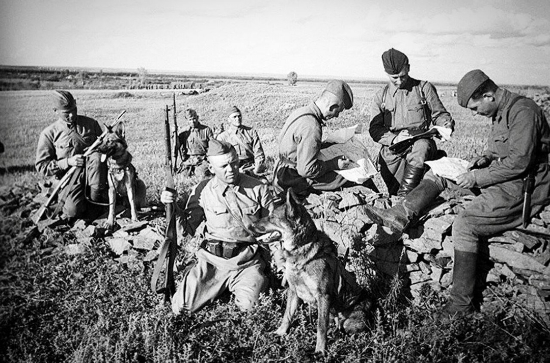 День фронтовой собаки