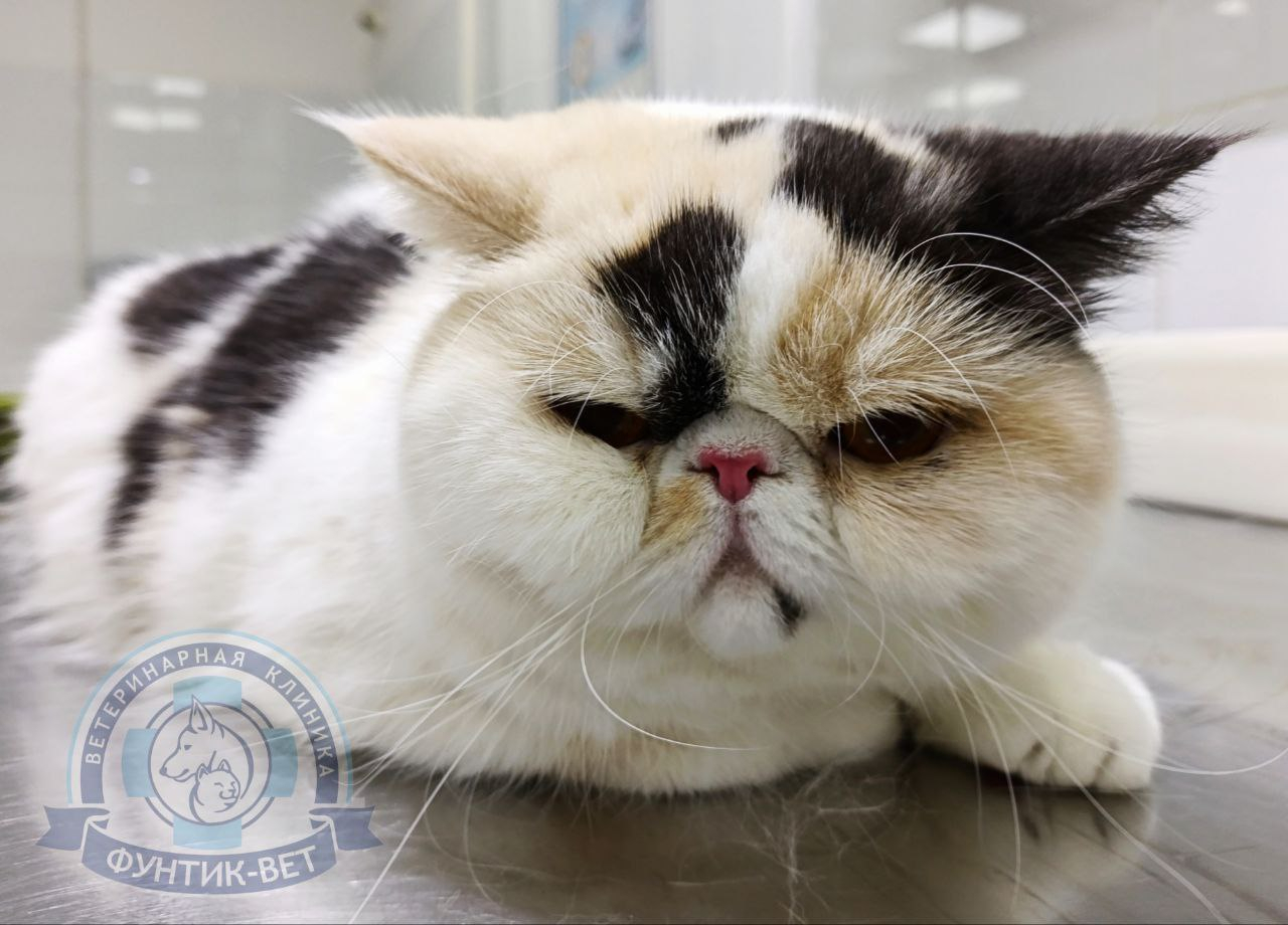 Брахицефалический синдром кошек Брахицефалический синдром кошек