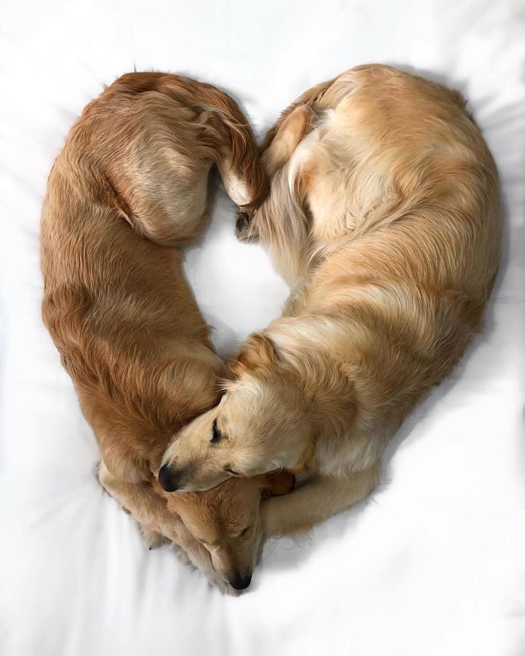 Трансмиссивная саркома собак