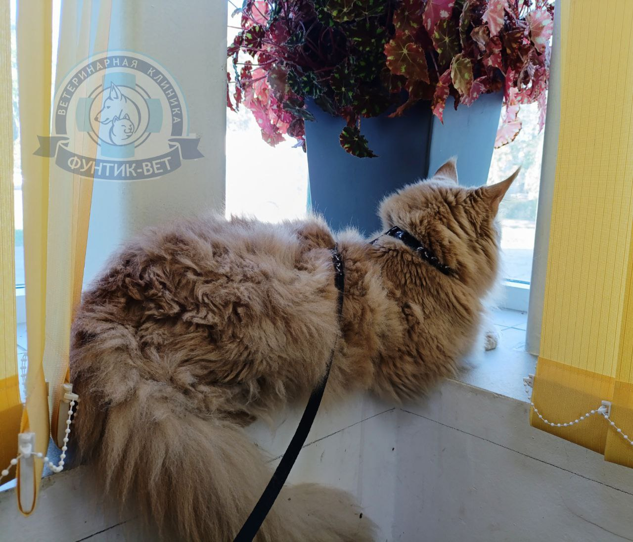 Посещение ветеринарной клиники