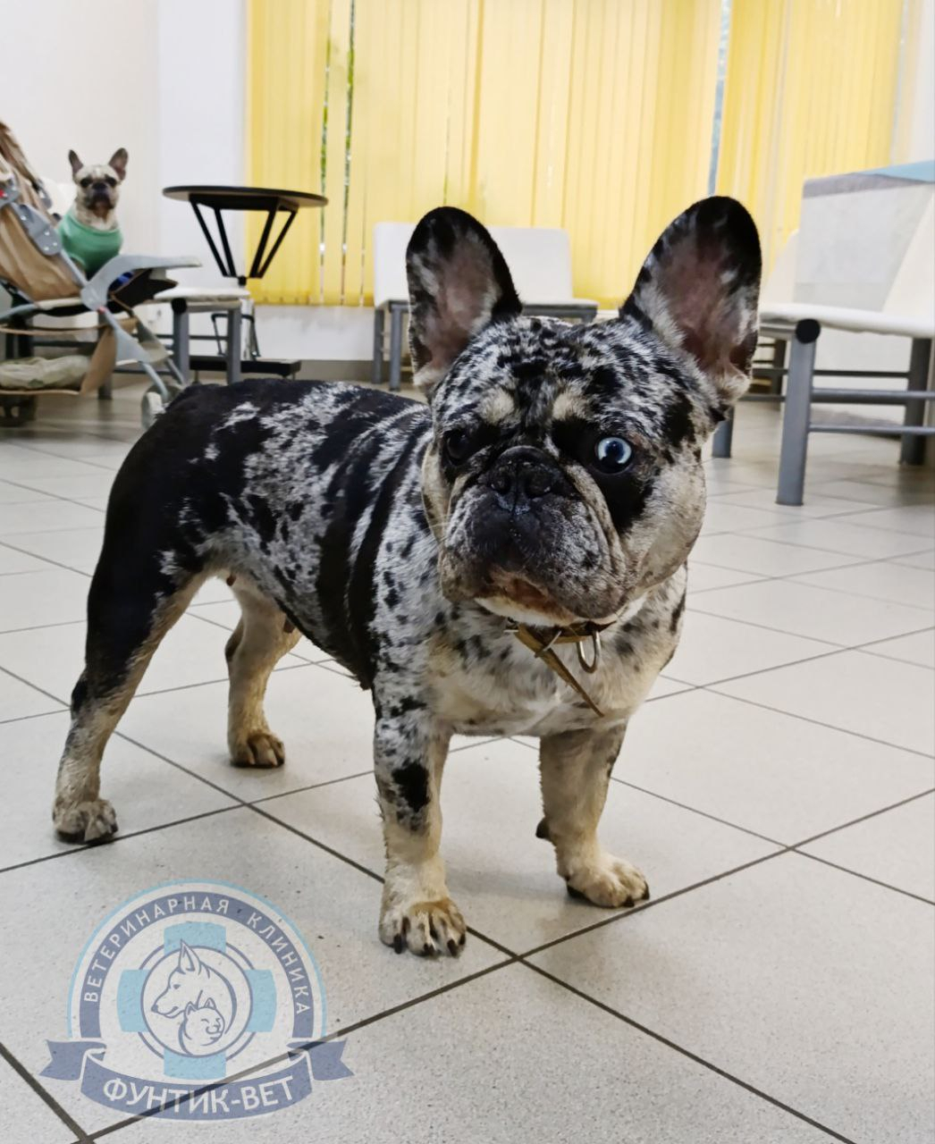 Окрас мерль (мраморный)