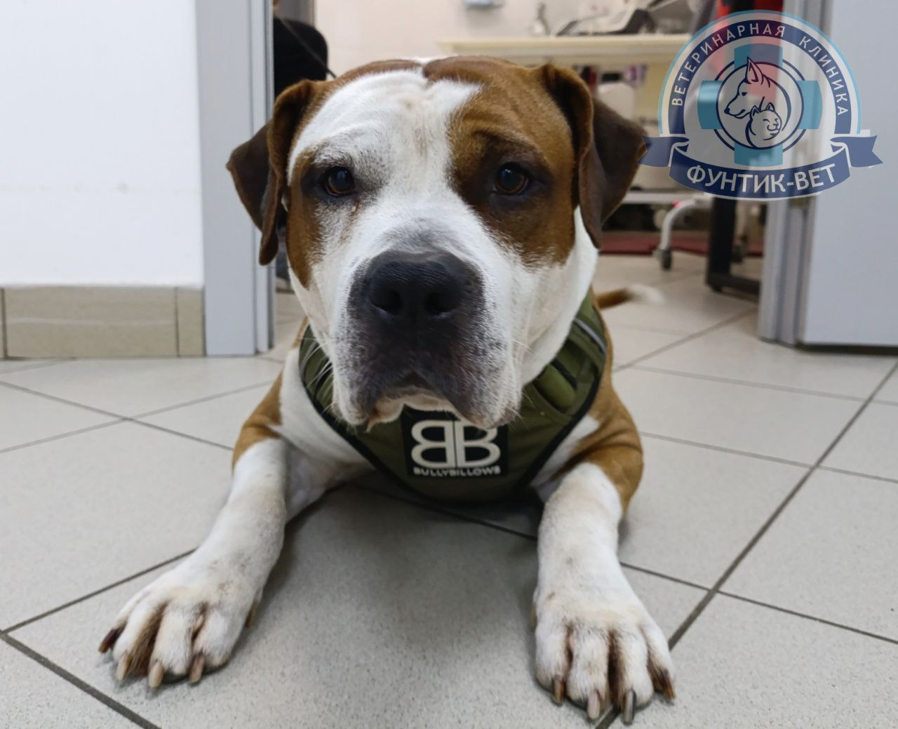 Опасный шоколад