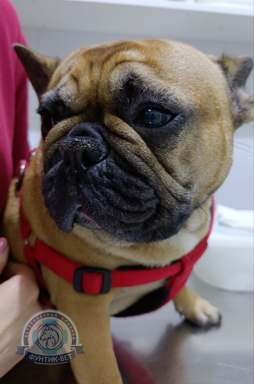 Брахицефалия