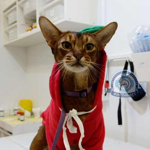 Абиссинская кошка