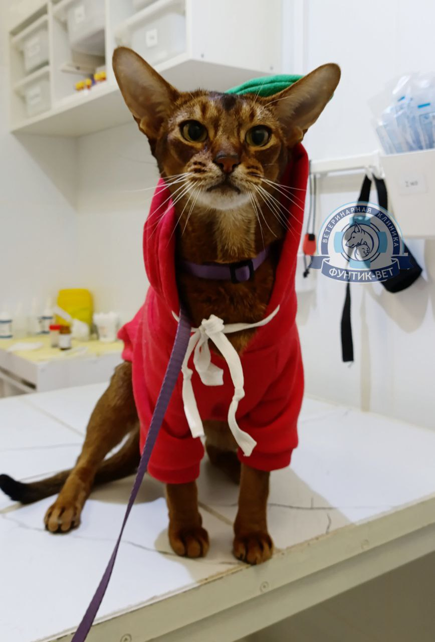 Абиссинская кошка