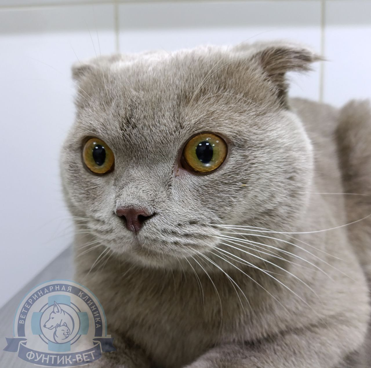 Остеохондродисплазия