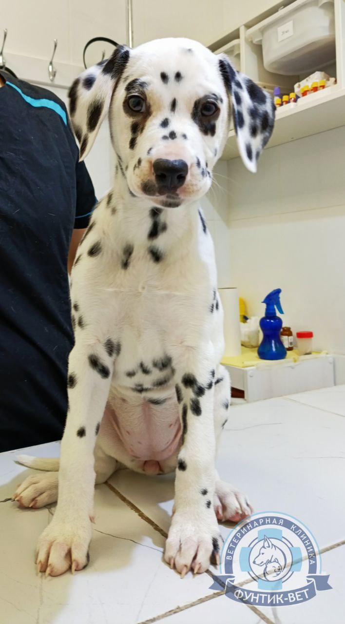 Гиперурикозурия собак