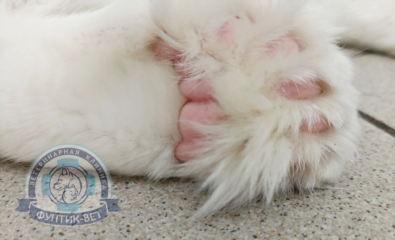 Полидактия Полидактия