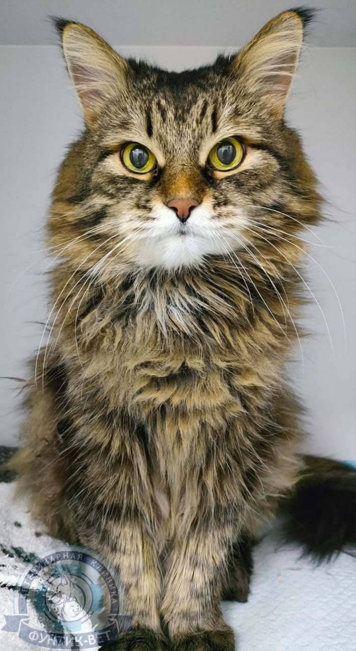 Микоплазмоз кошек