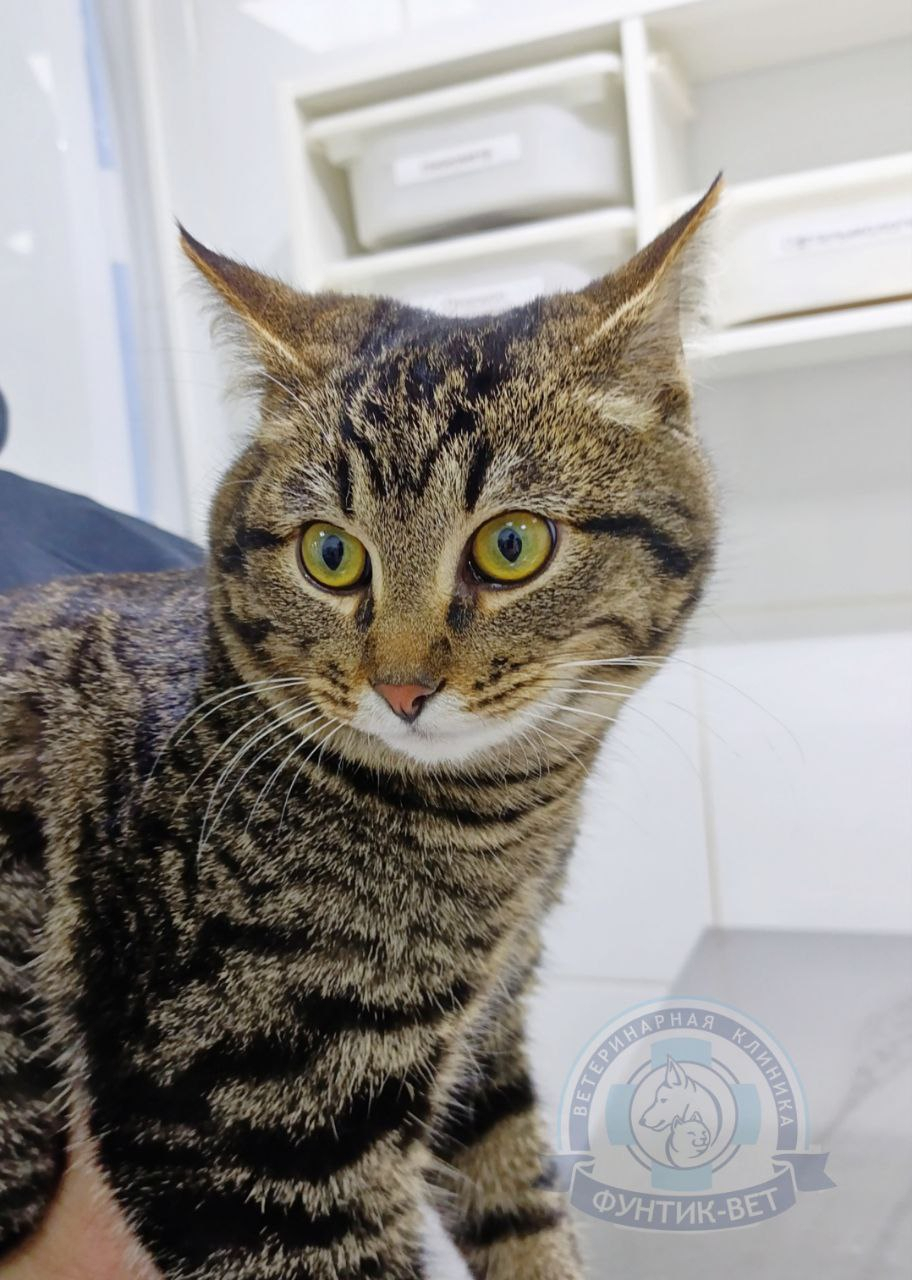 Идиопатический цистит кошек