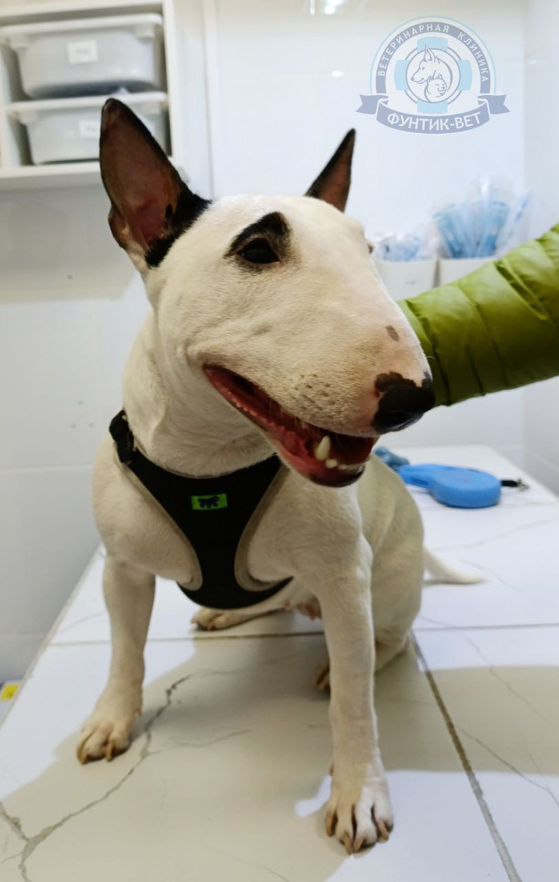 О бультерьере О бультерьере