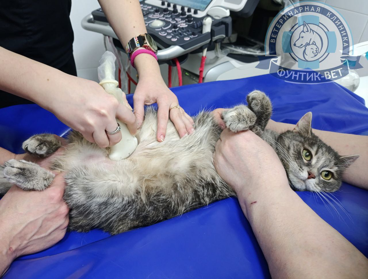 Пиометра кошек