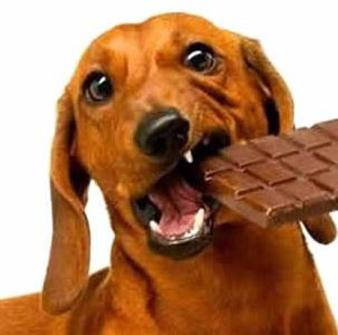 Животным опасно есть шоколад!