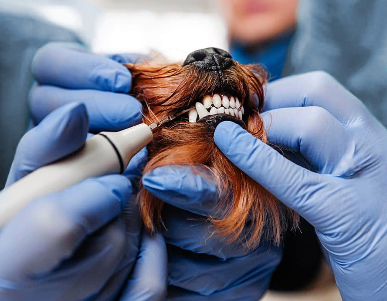 Стоматология