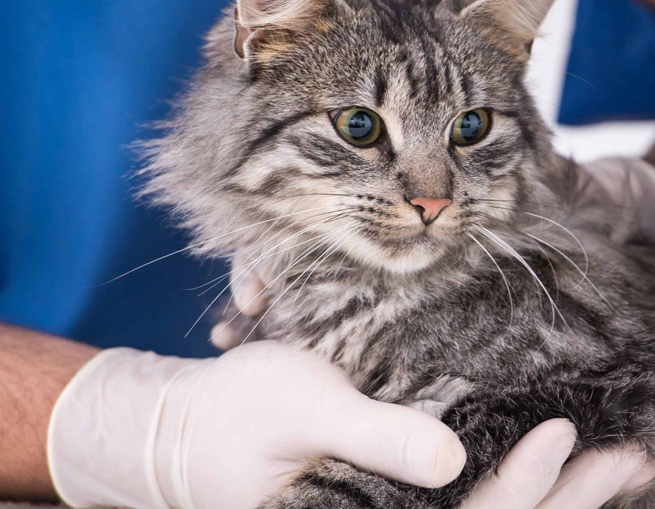 Дерматология