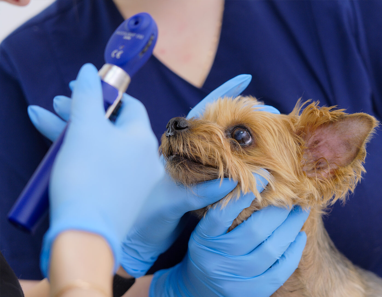 Офтальмология